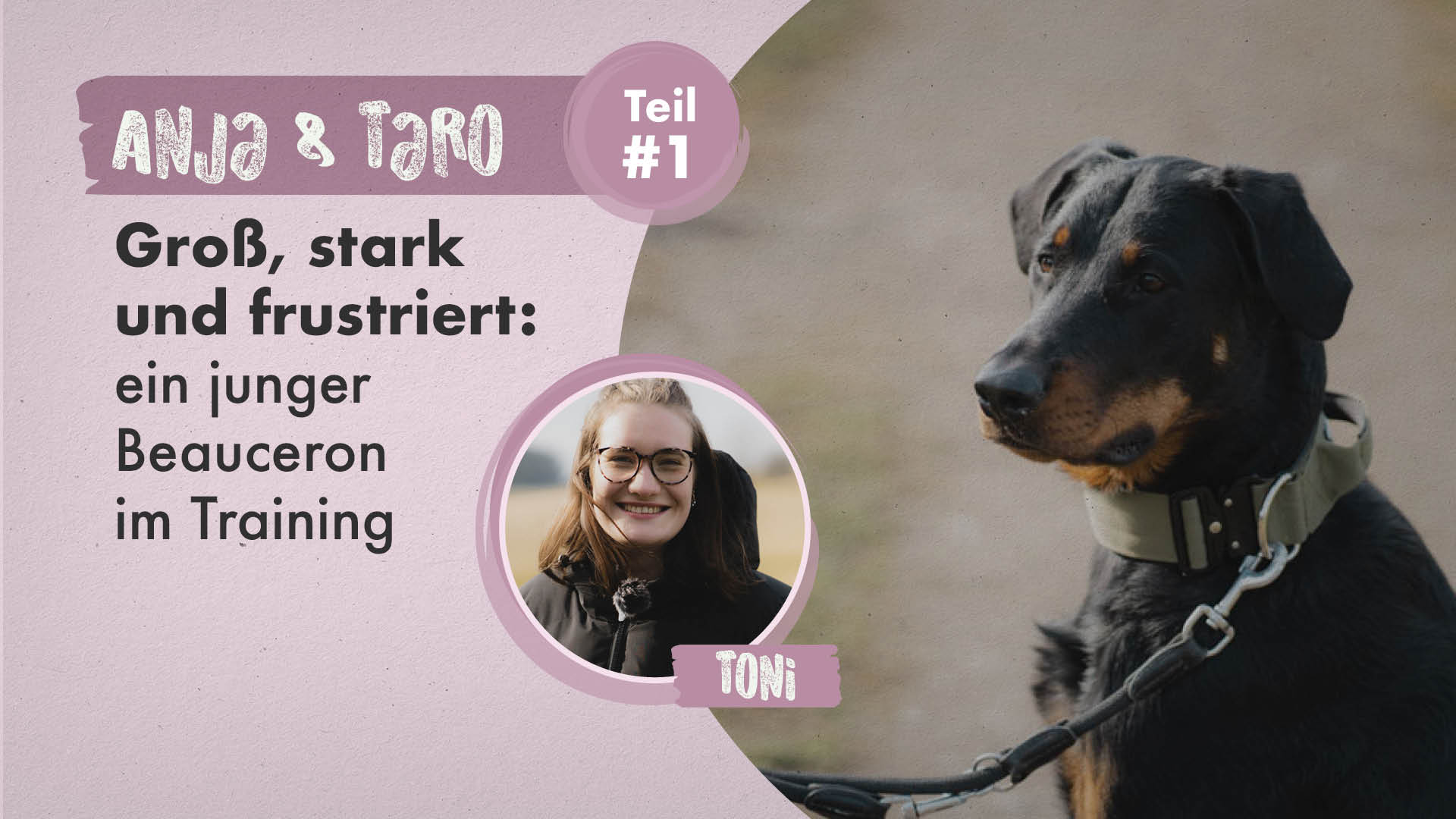 Anja & Taro Teil 1 | Groß, stark und frustriert: ein junger Beauceron im Training