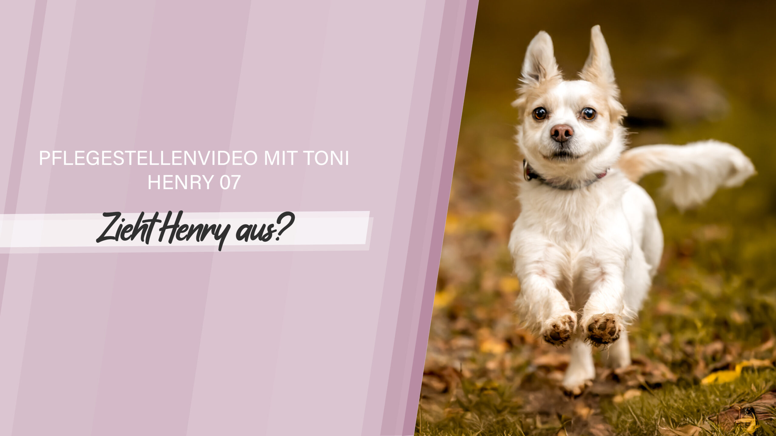 Pflegestellenvideo Henry 07