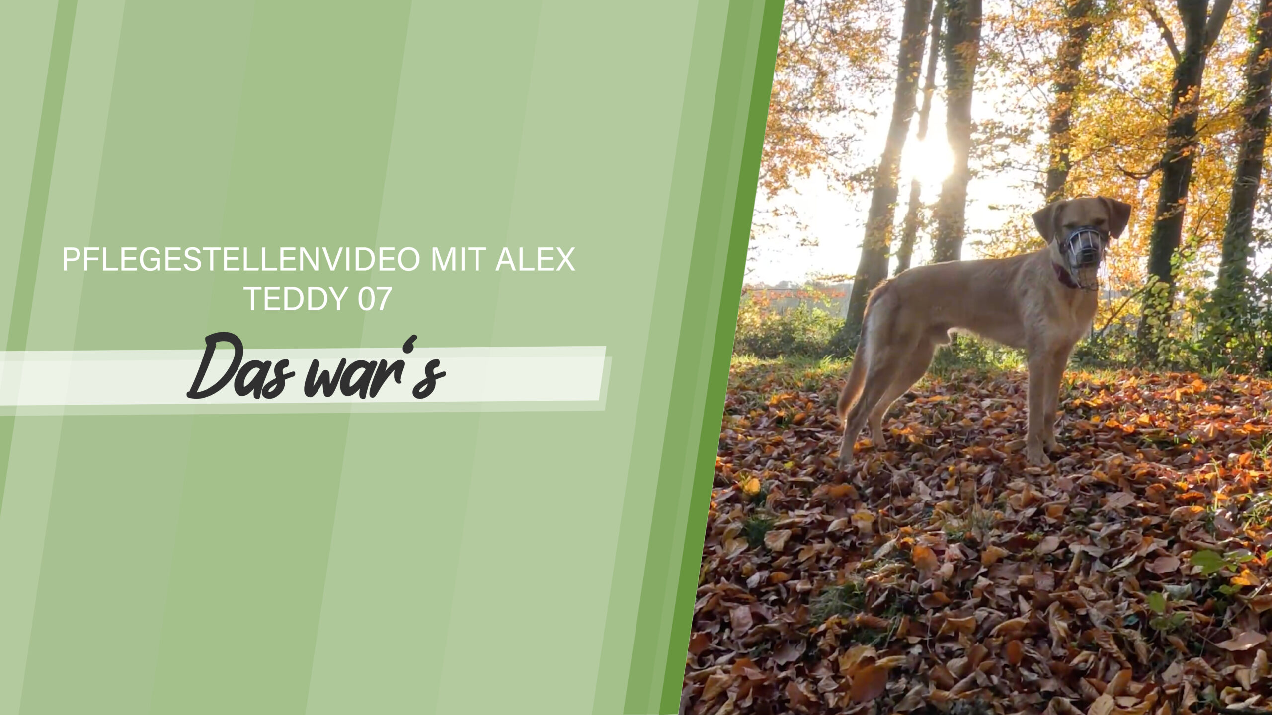 Pflegestellenvideo Teddy 07