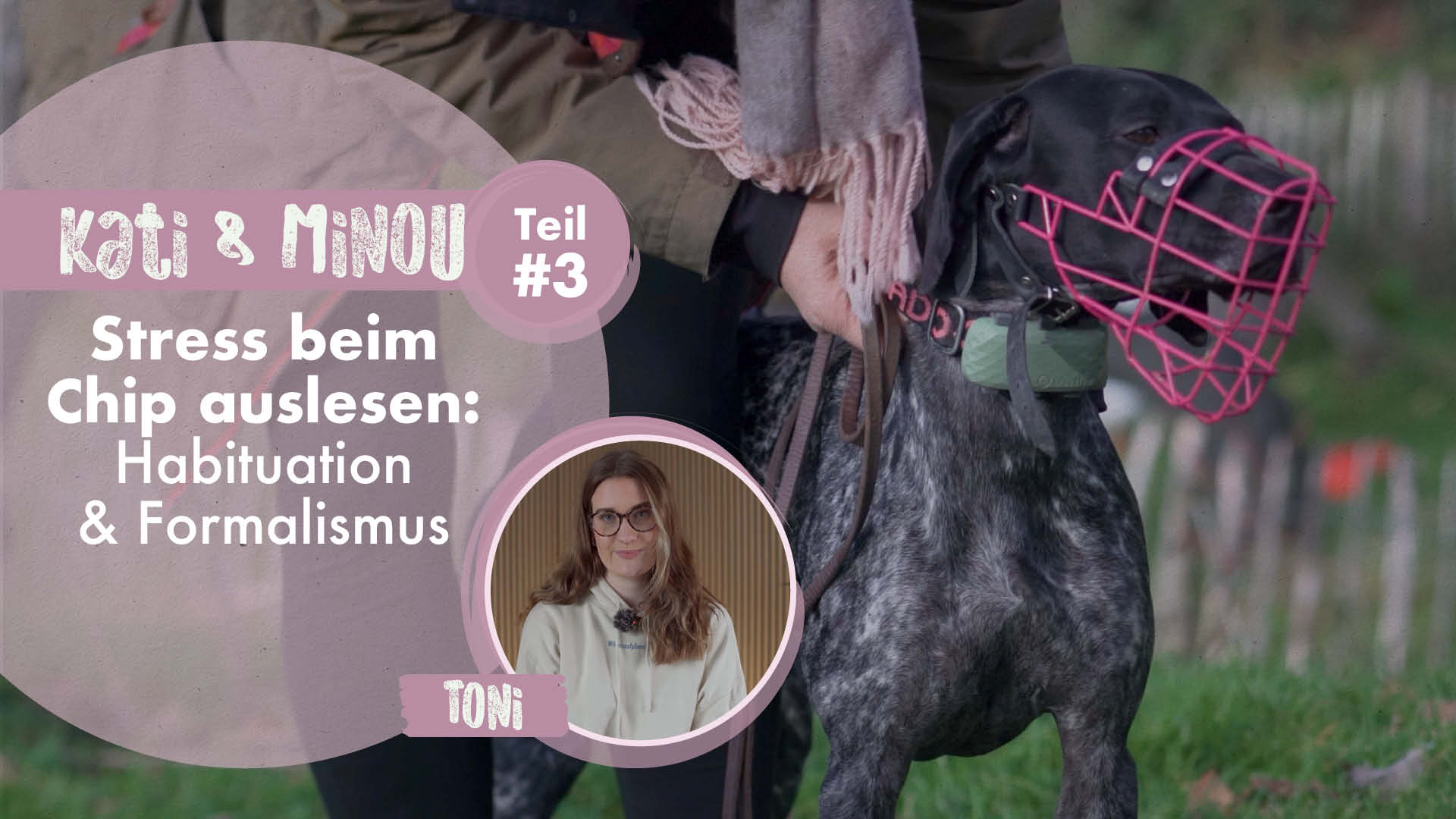Kati & Minou Teil 3 | Stress beim Chip auslesen: Habituation und Formalismus